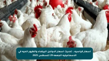 أسعار قياسية.. تحديث أسعار الدواجن البيضاء والطيور الحية في الإسماعيلية الجمعة 29 أغسطس 2025